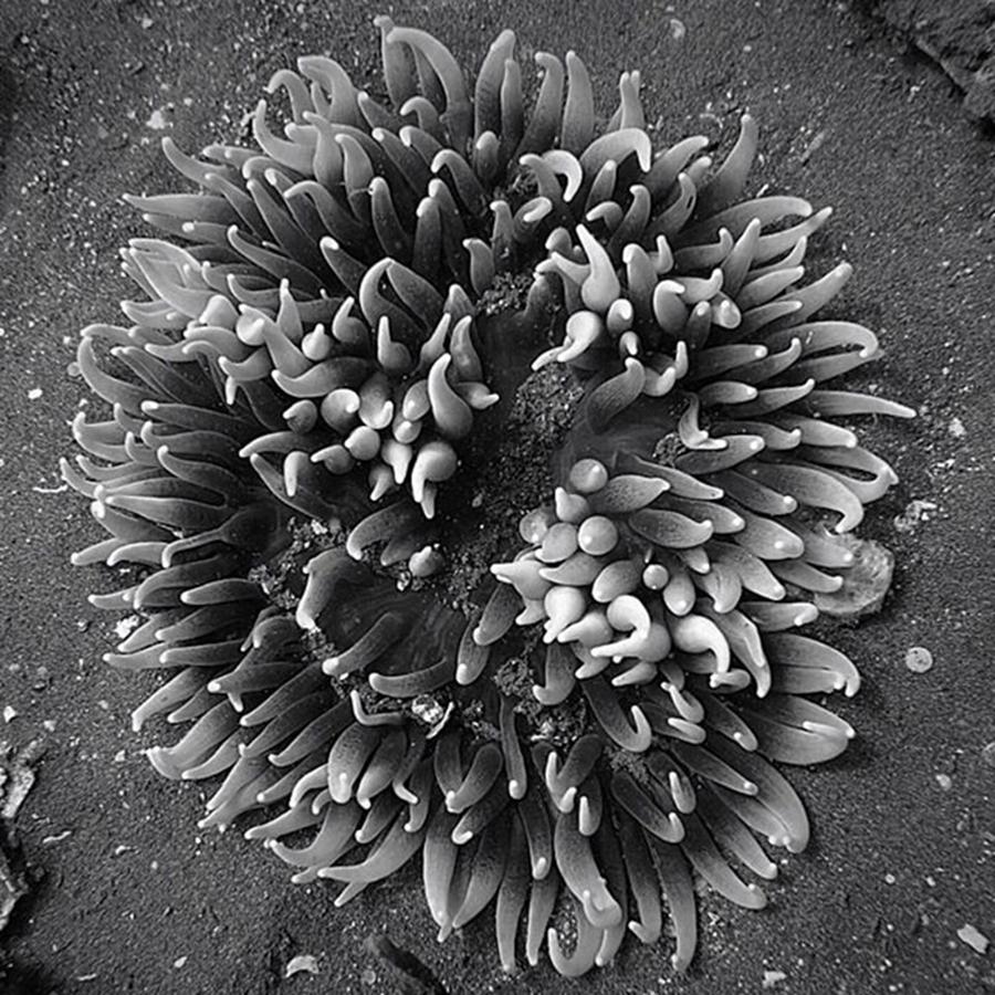 Nature Photograph - Sand Anemone #edaquaholic #maui #hawaii by Everett Dahlmeier
