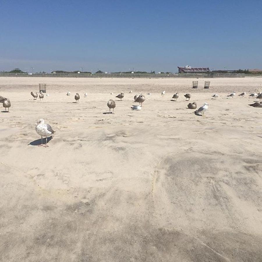 Sand Beach Seagulls Photograph by Vincent Palmer