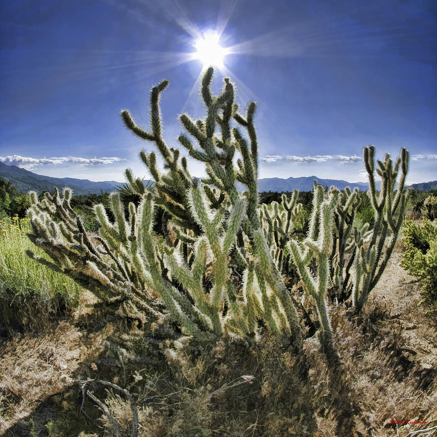 Sand  Cactus Photograph by Blake Richards
