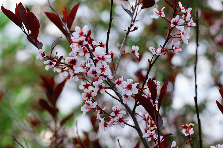 Sand Cherry Blossoms Photograph by Donna L Munro