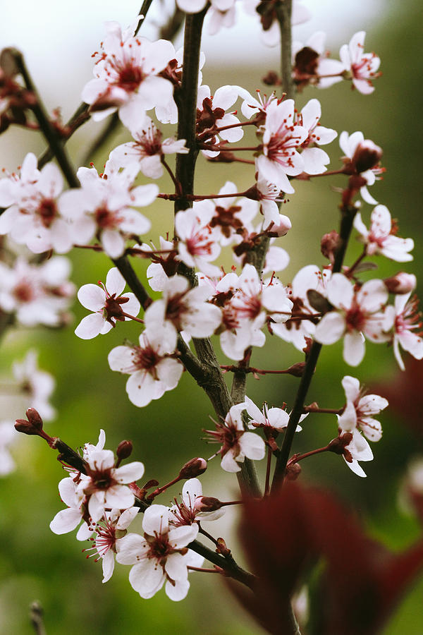 Sand Cherry Branch Bouquet Photograph by Donna L Munro