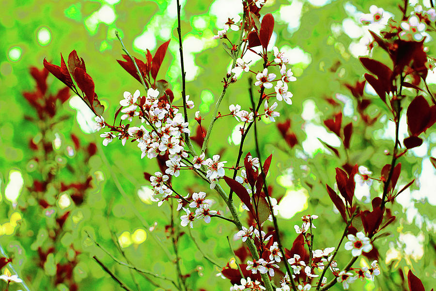 Sand Cherry with Greens Digital Art by Donna L Munro