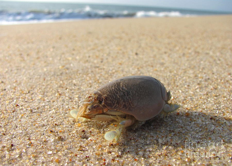 Sand Crab Photograph by Joshua Bales