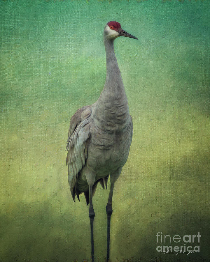 Sand Crane Photograph by Tim Wemple