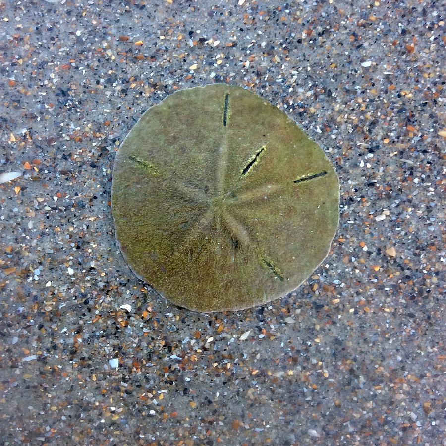 Sand Dollar Photograph By Bill Langston Fine Art America