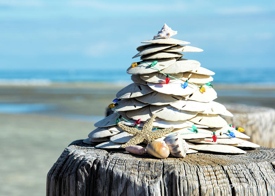 Sand Dollar Christmas by Ed Waldrop Sand Dollar Christmas by Ed Waldrop