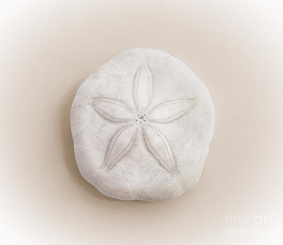 Sand dollar Photograph by Jane Maurer - Fine Art America