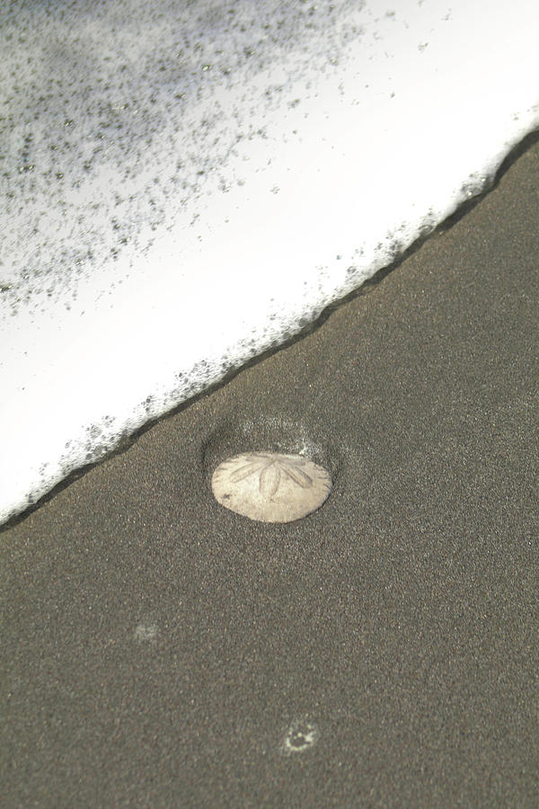 Sand Dollar Photograph by Dr Janine Williams