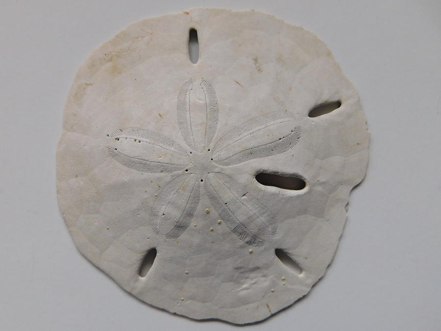 Sand Dollar Photograph by Muri McCage | Fine Art America