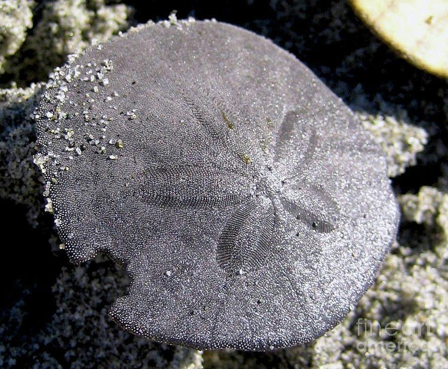 Sand Dollar Photograph by REA Gallery