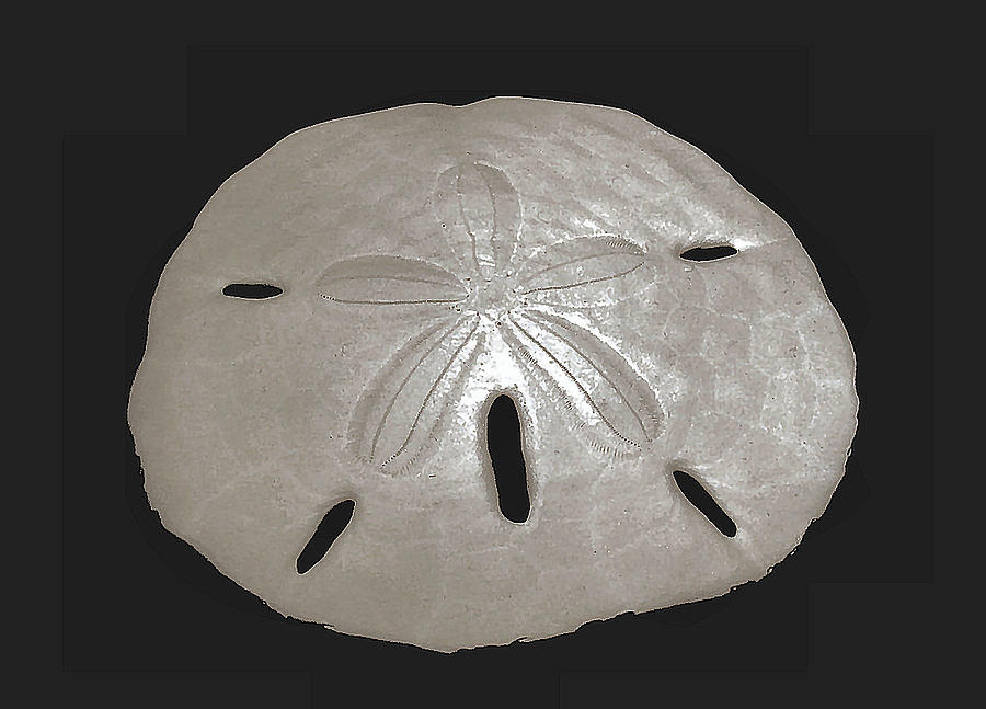 Sand Dollar Photograph by Sandy Poore