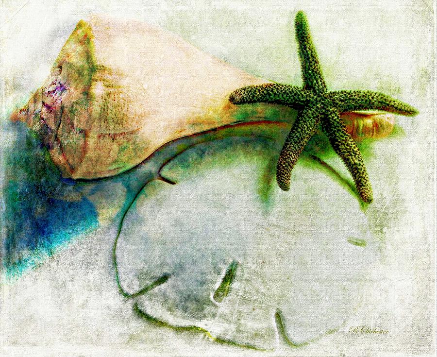 Sand Dollar Star Shell Painting by Barbara Chichester
