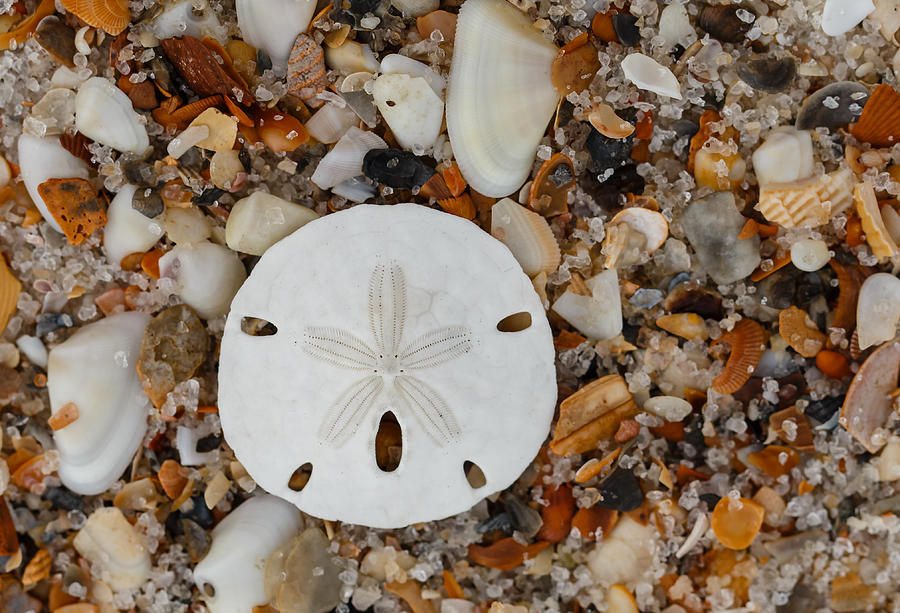 Sand Dollar With Shells Photograph By Gary Oliver