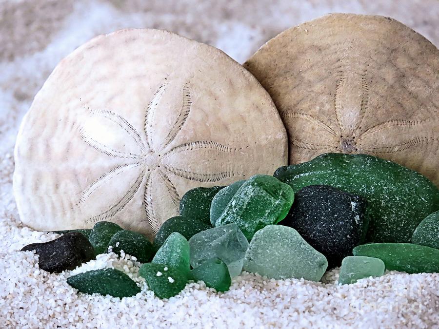 Sand Dollars and Sea Glass Photograph by Janice Drew