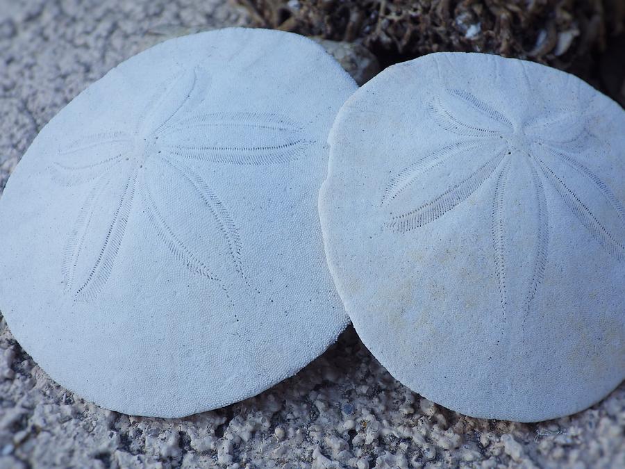 Sand Dollars and the Story Within Photograph by Jan Moore