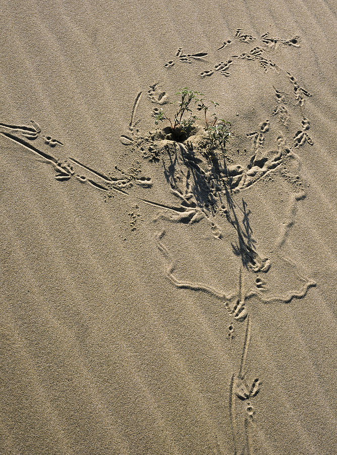 Sand Doodles Photograph by Robert Potts
