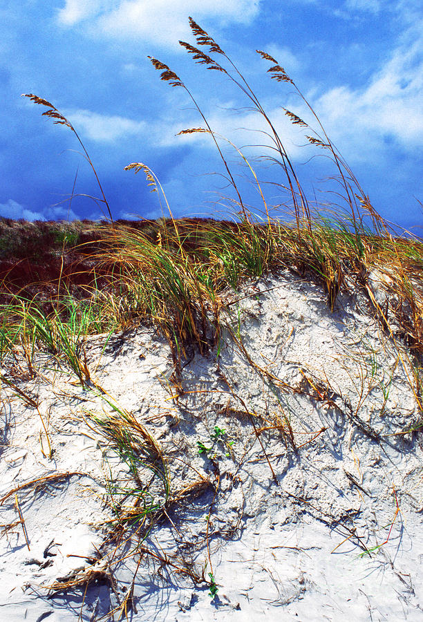Sand Dune and Sea Oats Photograph by Thomas R Fletcher