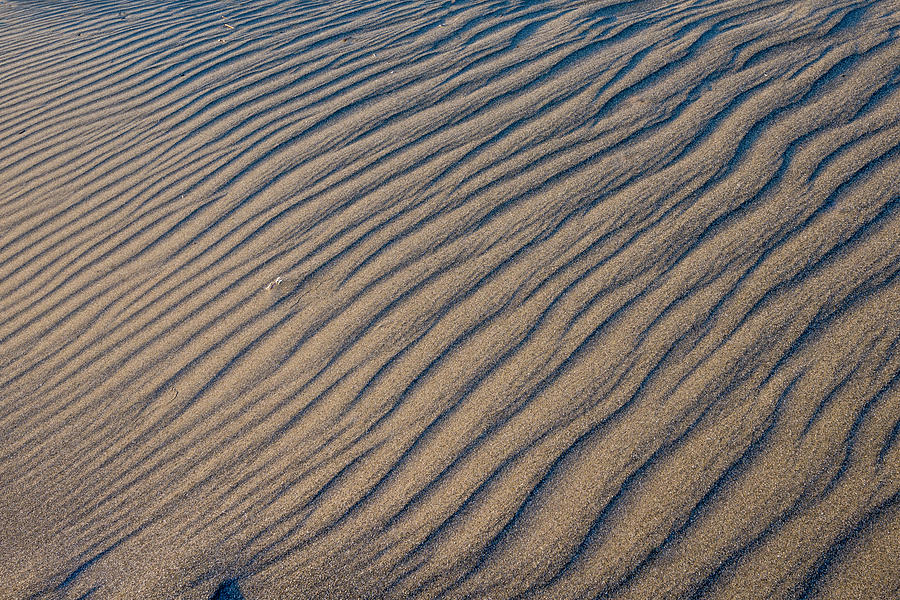 Sand Dune at Tolowa Dunes State Park Photograph by Joe Doherty
