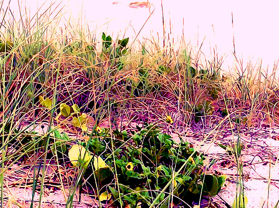 Sand Dune Flowers Photograph by Bella Apollonia