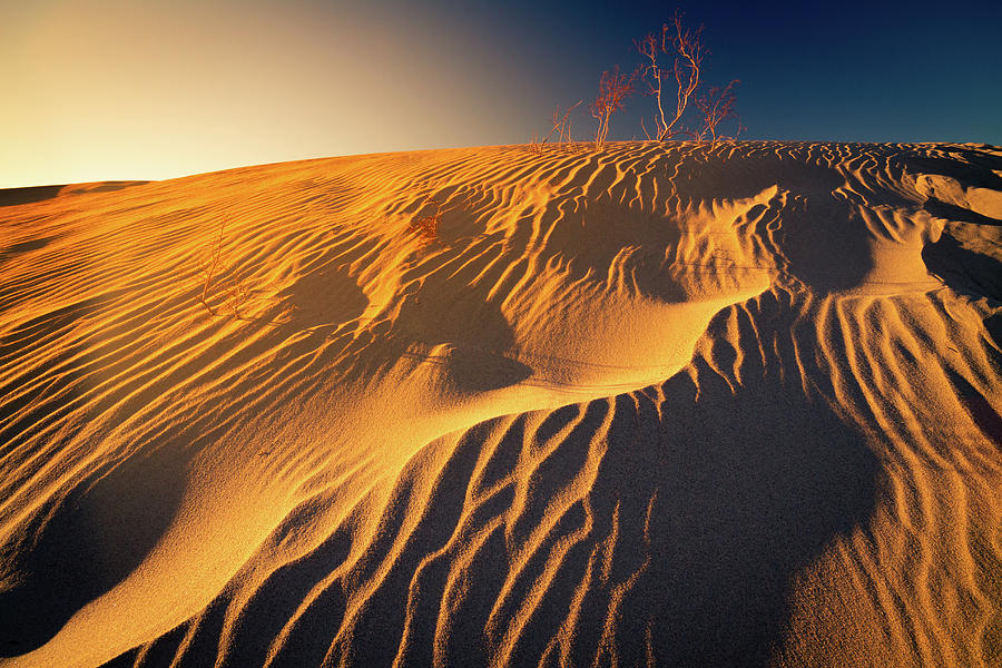 Sand dune flux lines Photograph by William Lee