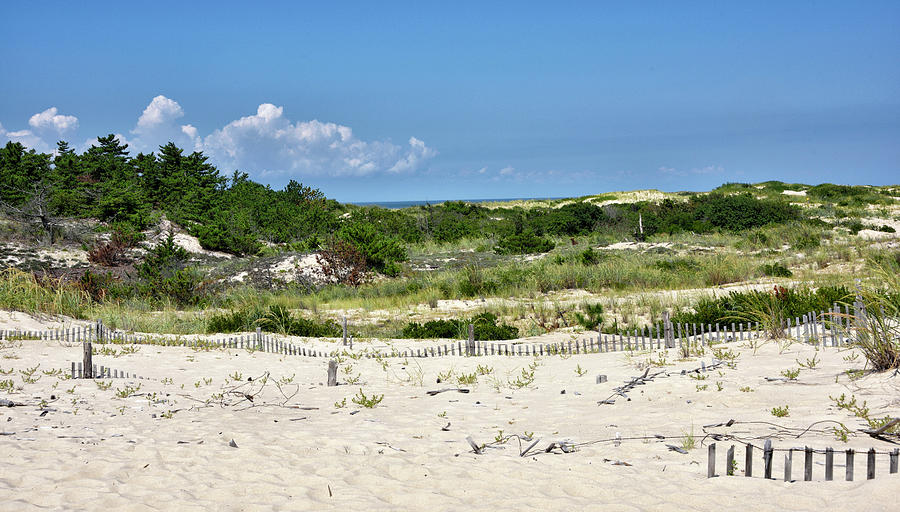 Sand Dune in Cape Henlopen State Park - Delaware Photograph by Brendan Reals