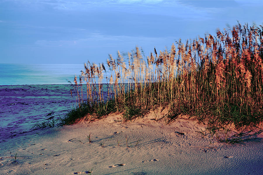Sand Dune Sea Oats Sunrise Outer Banks Photograph by Dan Carmichael