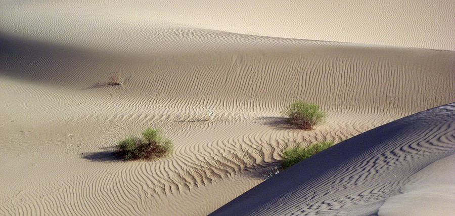 Desert Photograph - Sand Dunes - The Great Divide by Allison Whitener
