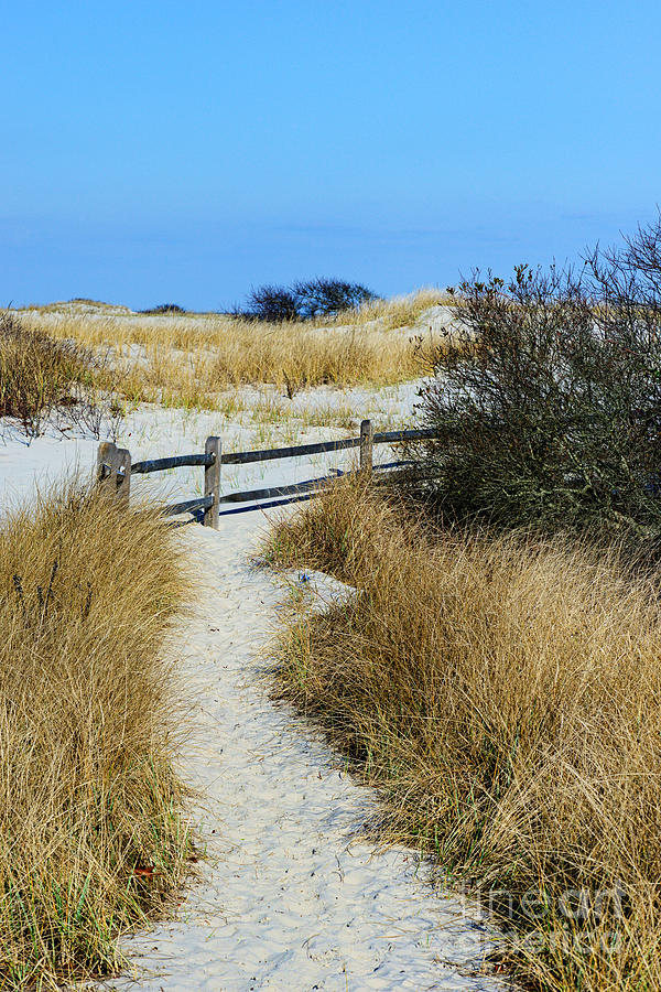 Sand Dunes at Island Beach State Park Photograph by Paul Ward