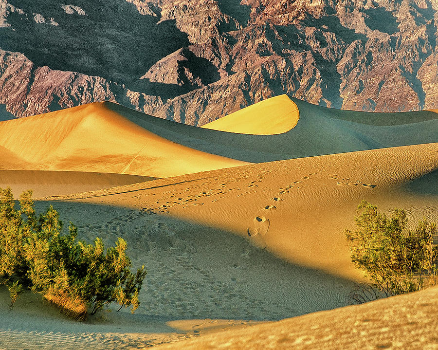 Sand Dunes - Death Valley Photograph by Winnie Chrzanowski