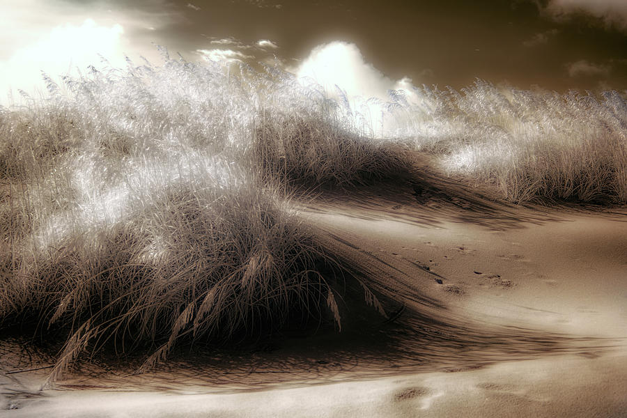Sand Dunes Morning Glow BW Photograph by Dan Carmichael