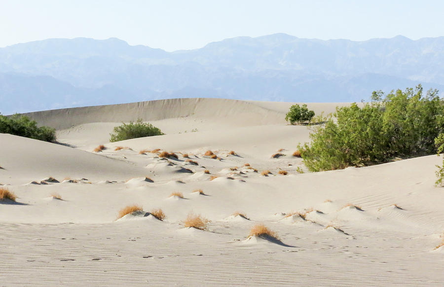 Sand Dunes Plants Hills Photograph by Patti Deters