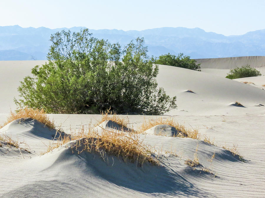 Sand Dunes, Plants, Mountains Photograph by Patti Deters