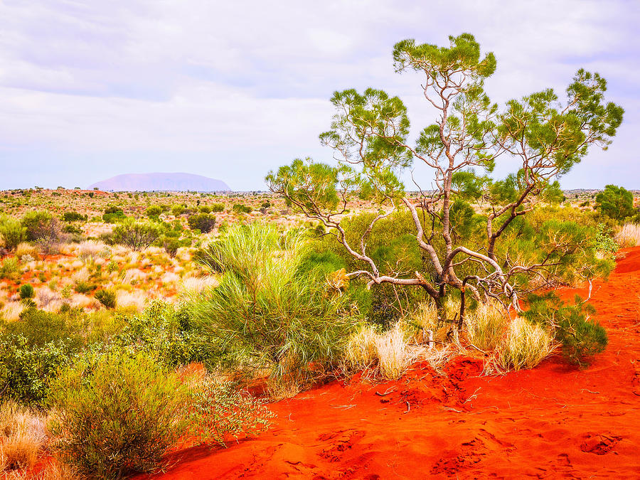 Sand Dunes with Uluru - Red Centre, Australia Photograph by Lexa Harpell