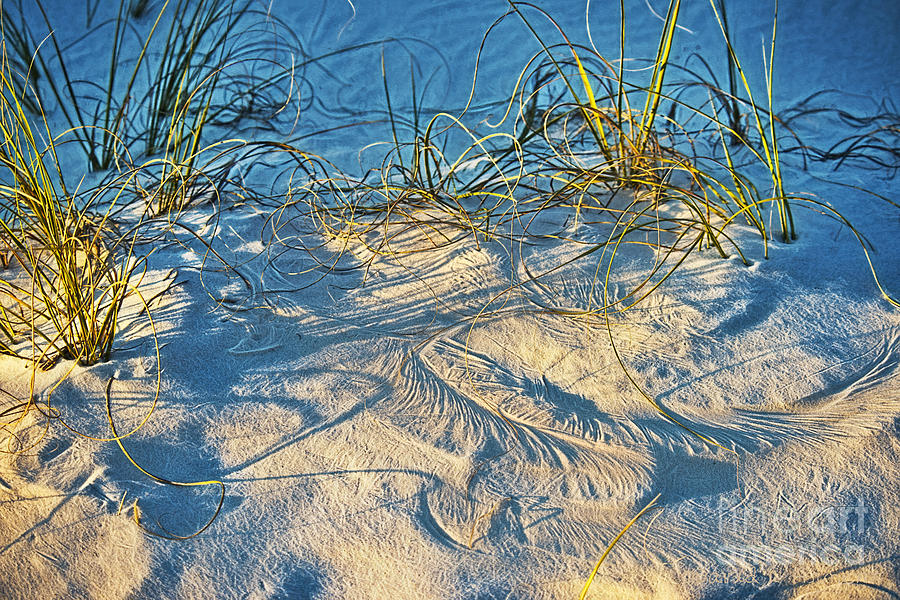 Sand Feathers Photograph by David Arment