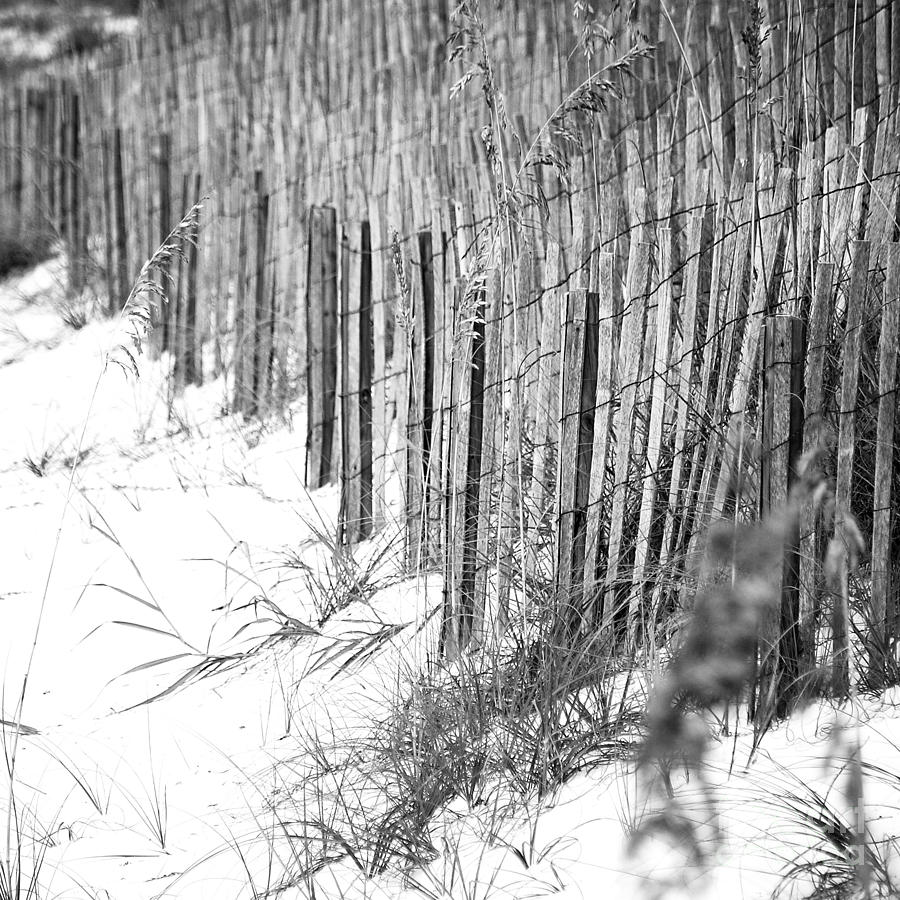 Sand Fencing Preventing Beach Erosion Destin Florida Square Format Black and White Photograph by Shawn OBrien