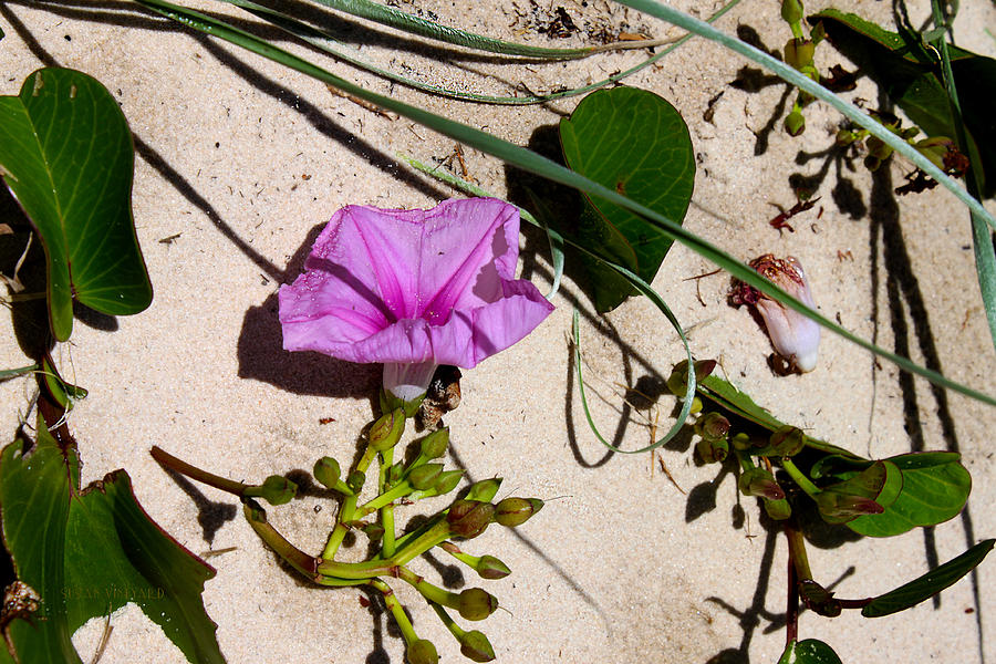 Sand Flowers Photograph by Susan Vineyard