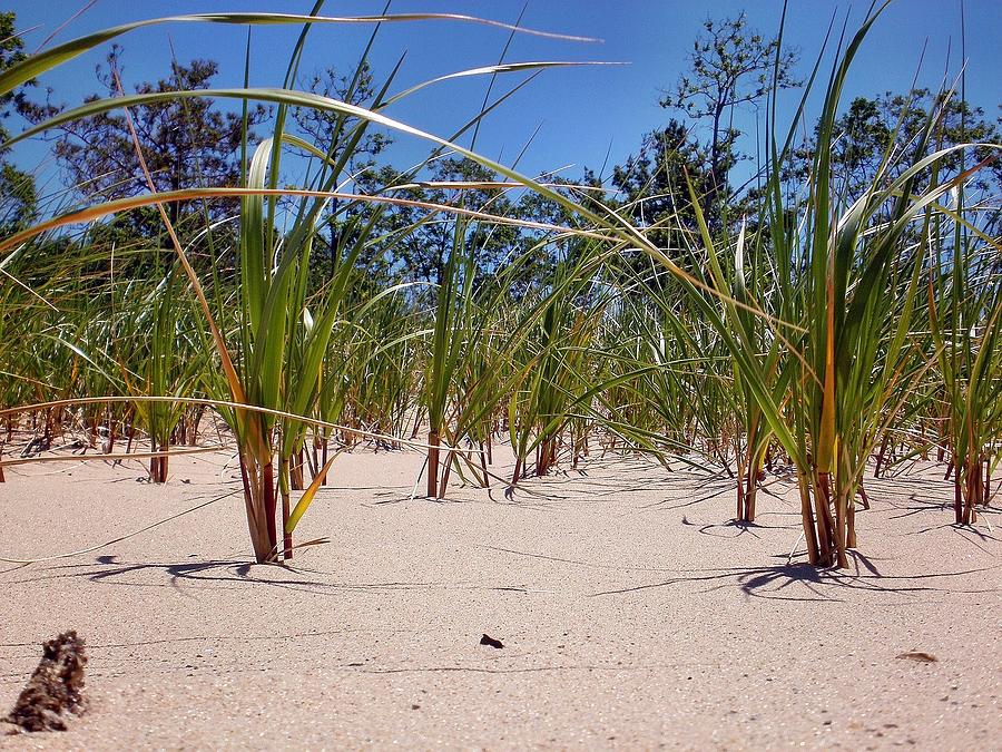 Sand Grass Photograph By Bill Noonan One of the last fun people alive on earth today managed by : pixels