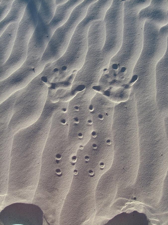 Sand Hand Haiku Photograph by Judith Lauter