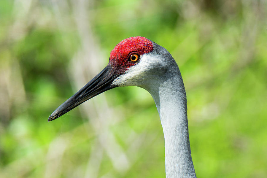 Sand Hil Crane Photograph by John Ruggeri - Pixels