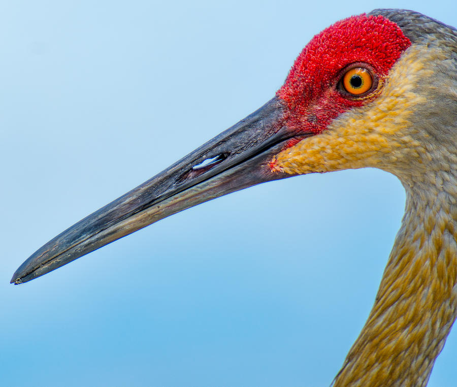 Sand Hill Crane closeup Photograph by Tito Santiago - Pixels