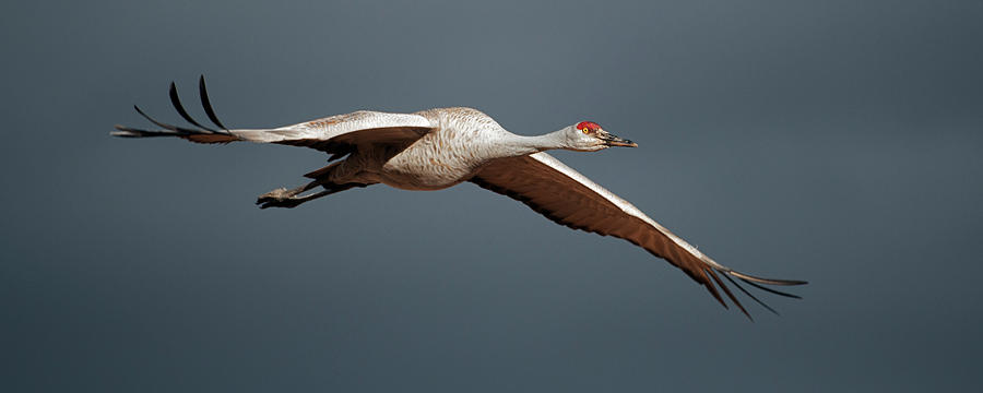 Sand Hill Crane on approach Photograph by Gary Langley