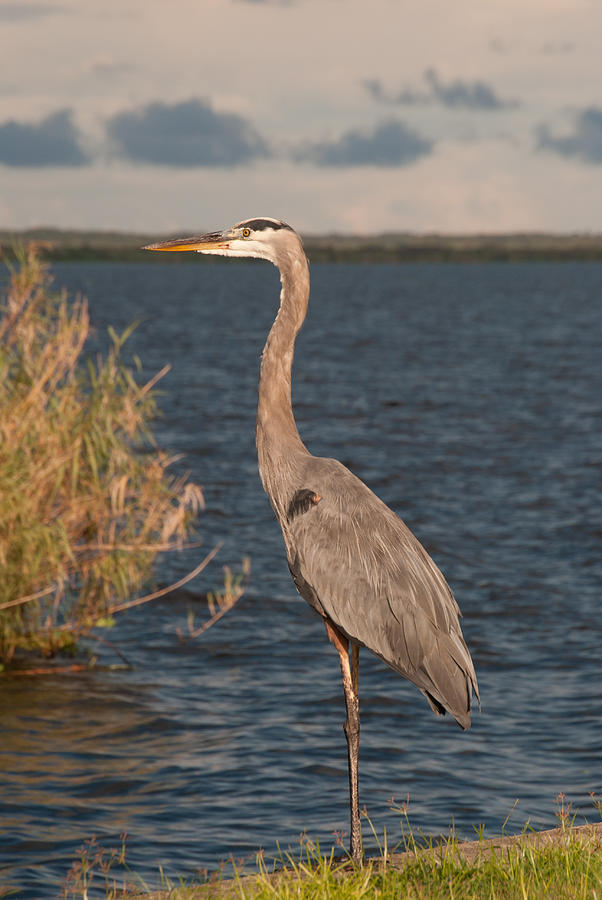 Great Blue Heron Photograph by Pamela Williams