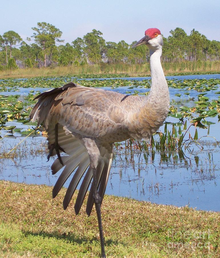 Sand Hill Crane Stretching Photograph by Kathleen Staab - Fine Art America