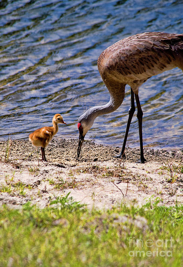 Sand Hill Crane with baby Photograph by Bert Hoferichter | Pixels