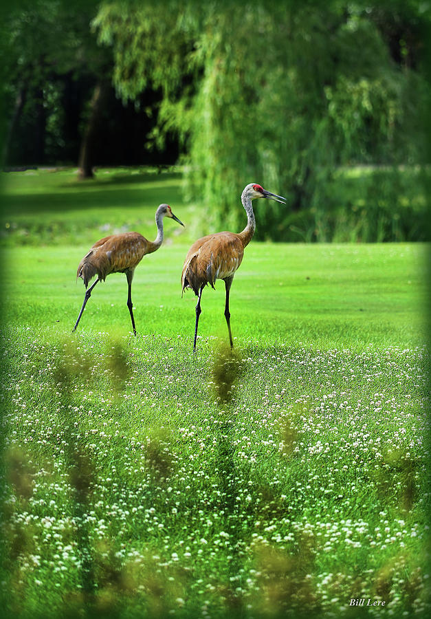 Crane Photograph - Sand Hill Cranes by Bill Lere