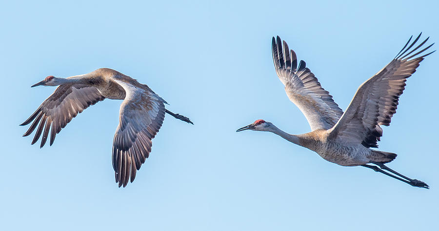 Sand Hill Cranes Flying Photograph by Paul Freidlund