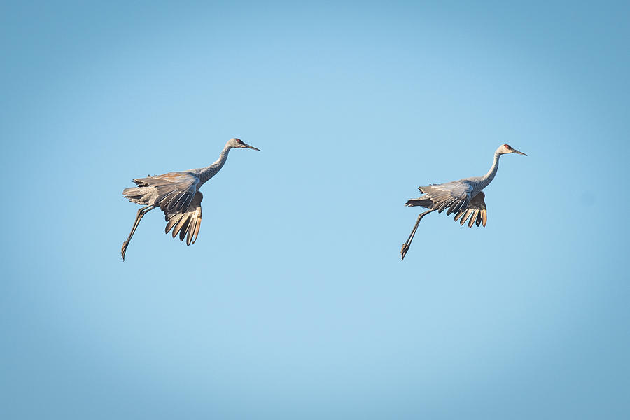 Crane Photograph - Sand hill cranes gliding In for Landing by Paul Freidlund
