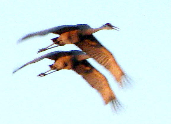 Sand Hill Cranes Photograph by T Guy Spencer