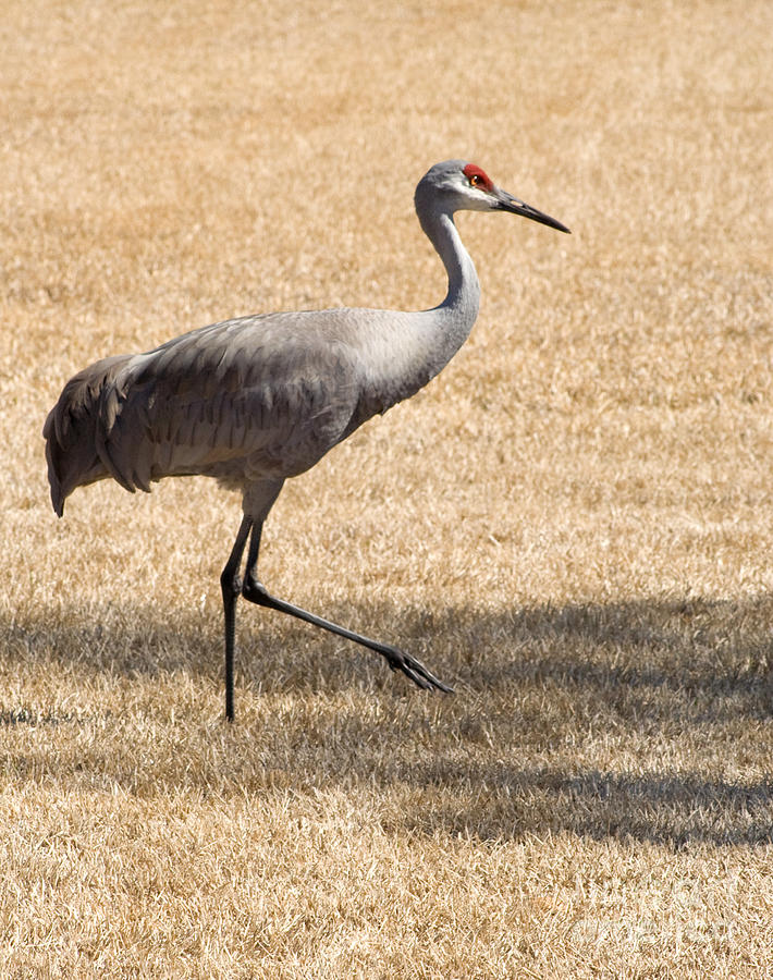 Sand Hill Cranes Photograph by Thomas Marchessault