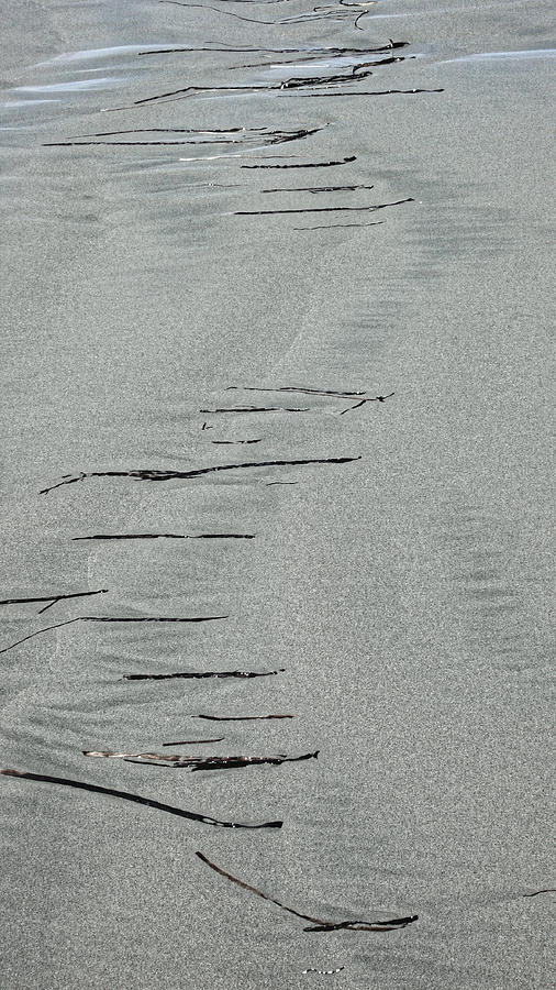 Sand, kelp, water. Tofino 2007 by Chris Honeyman Sand, kelp, water. Tofino 2007 by Chris Honeyman